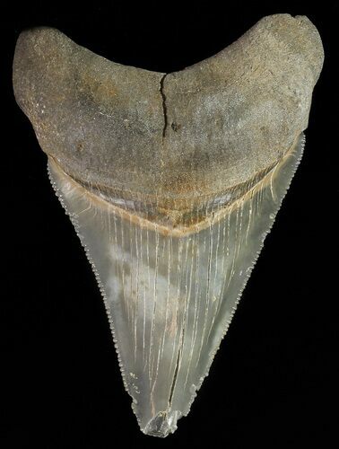 Serrated, Juvenile Megalodon Tooth #70565
